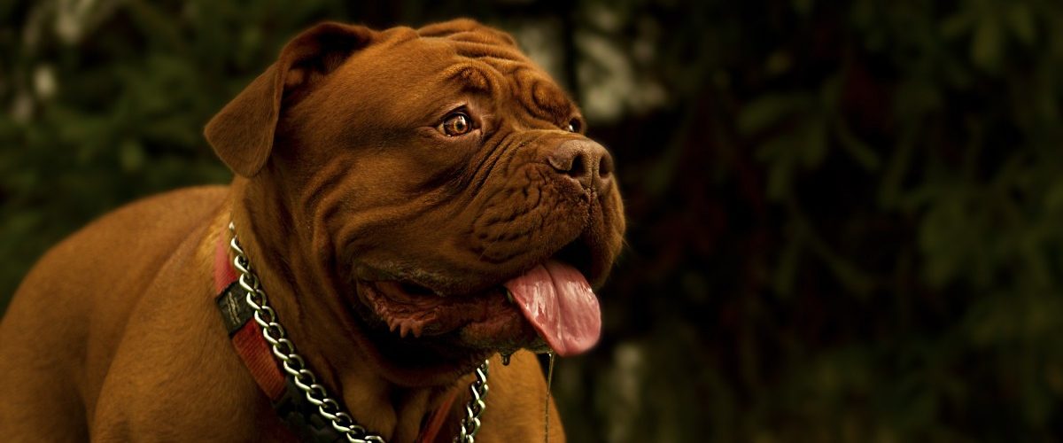 Le Paradis Des Chiens De Type Bull Diesel Bulls