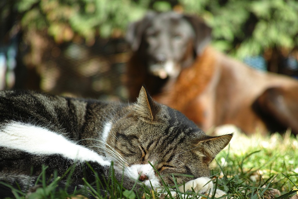 Comment faire accepter à mon chien l'arrivée d'un chaton à